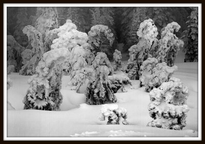 Snow Ghost Trees - Two Top Mountain, WY - 2012