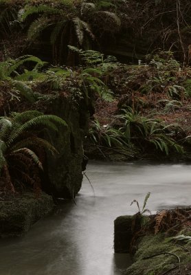 Redwood Forrest Floor