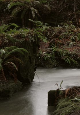 Redwood Forrest Floor