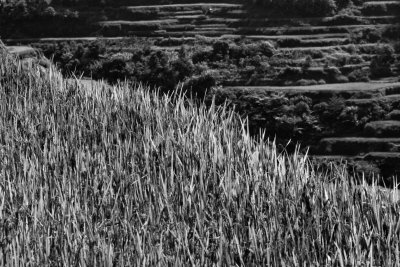 Banaue_20116810.JPG