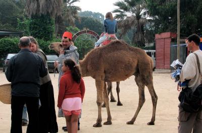 Tangiers Camel Stop