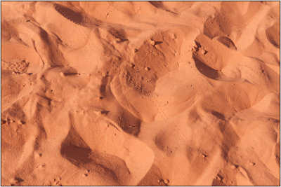 Lizard Tracks in the Sand