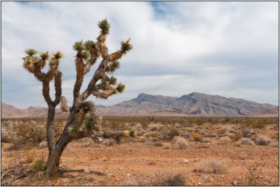 A Josuha Tree Near the Valley of Fire