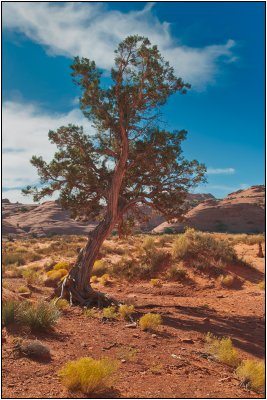 A Tree in Mystery Valley
