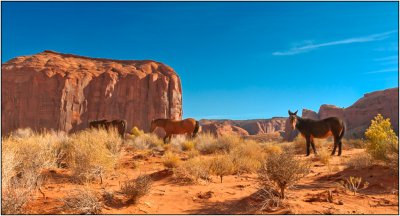 Wild Horses in Monument Valley