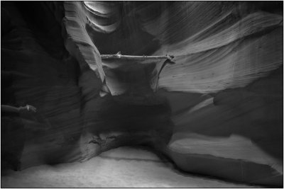 Fallen Log B&W