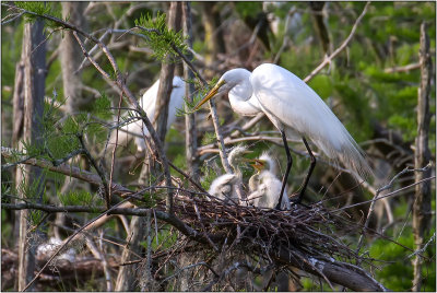 A Great Egret with Chicks