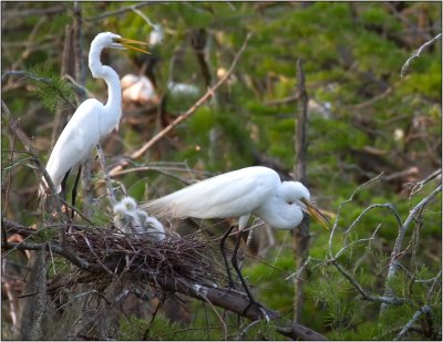 A Pair of Great Egrets with Chicks