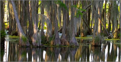 Bald Cypress