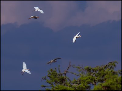 Returning at Dusk