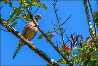 A Mourning Dove in a Tree