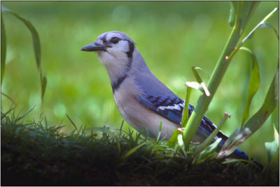 Blue Jay in the Grass