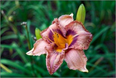 Daylily 1