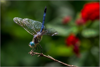 A Dragonfly Handstand
