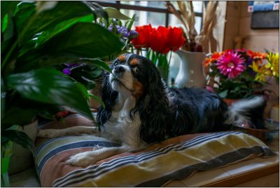 Clancy in the Window