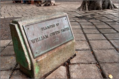 This Banyan Tree Was Planted in 1873