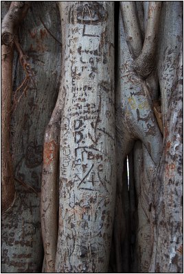 Banyan Tree Graffiti