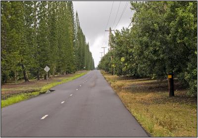 The Road to Mauna Loa Visitors Center