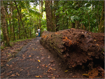 Hiking Big Tree Trail to La Mina Falls