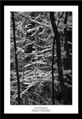 Branches in Snow.jpg