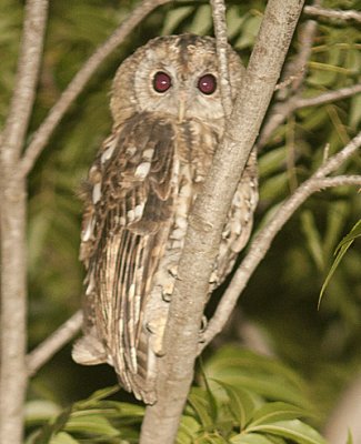 Vartholomio Owl August 2012.jpg