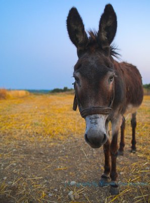 donkey for web.jpg