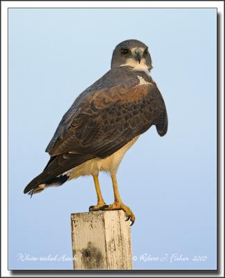 White-tailed Hawk