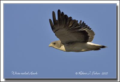 White-tailed Hawk