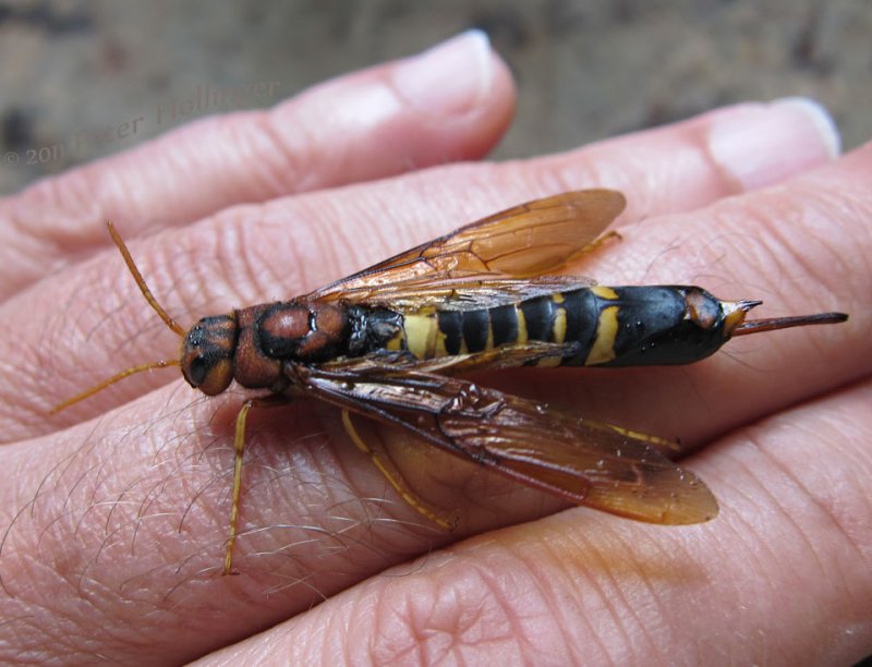 Pigeon Horntail - Tremex columba