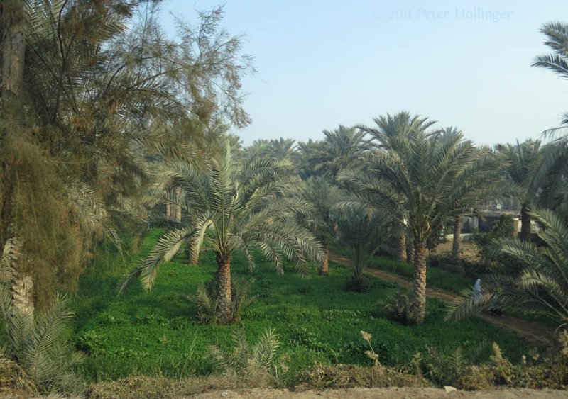 Date Palm Plantation Sakkara Egypt