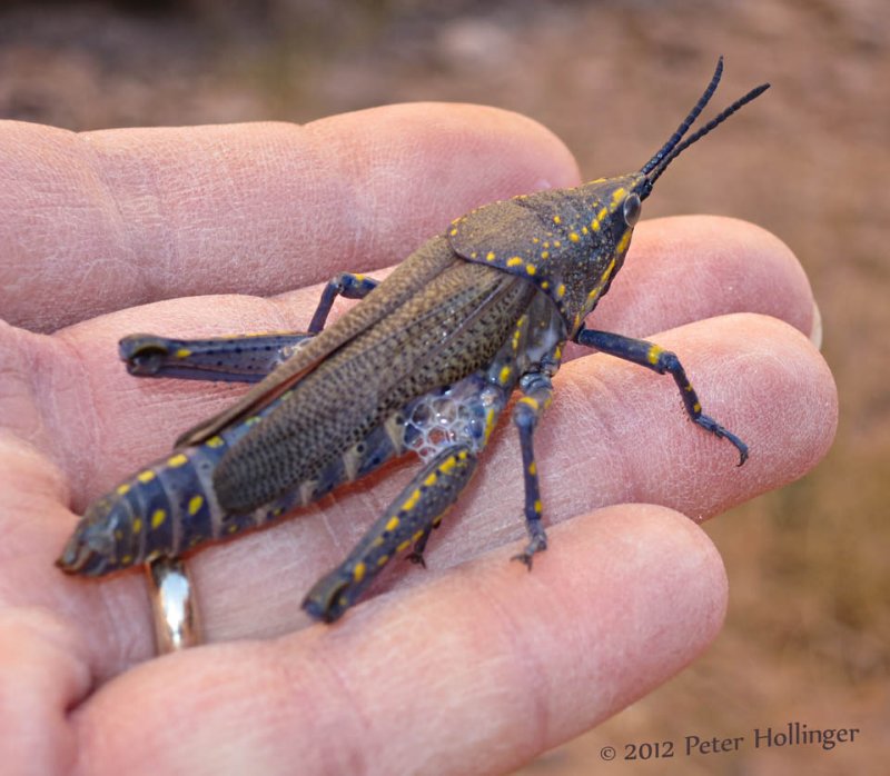 Black grasshopper at ad-Deir Petra