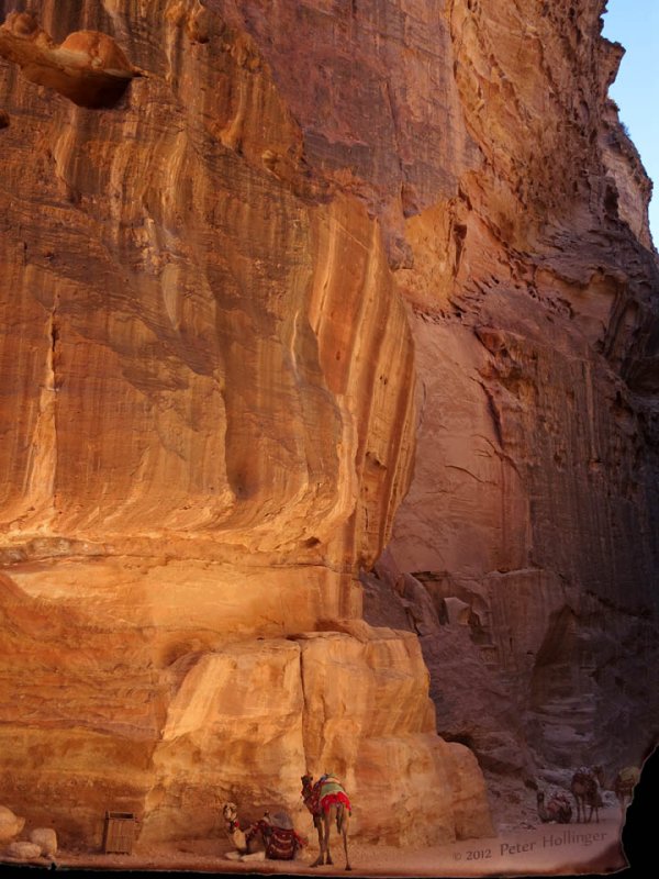 Camels at Petra