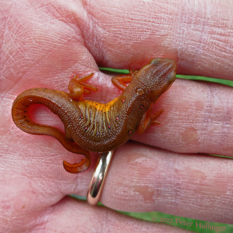 A Red Eft Becoming an Adult Newt