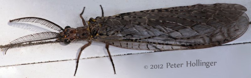 Spring Fishfly