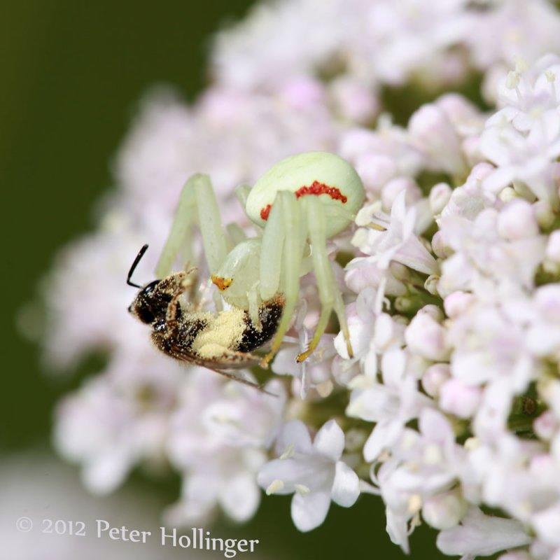 Crab Spider with Bee on Valerian