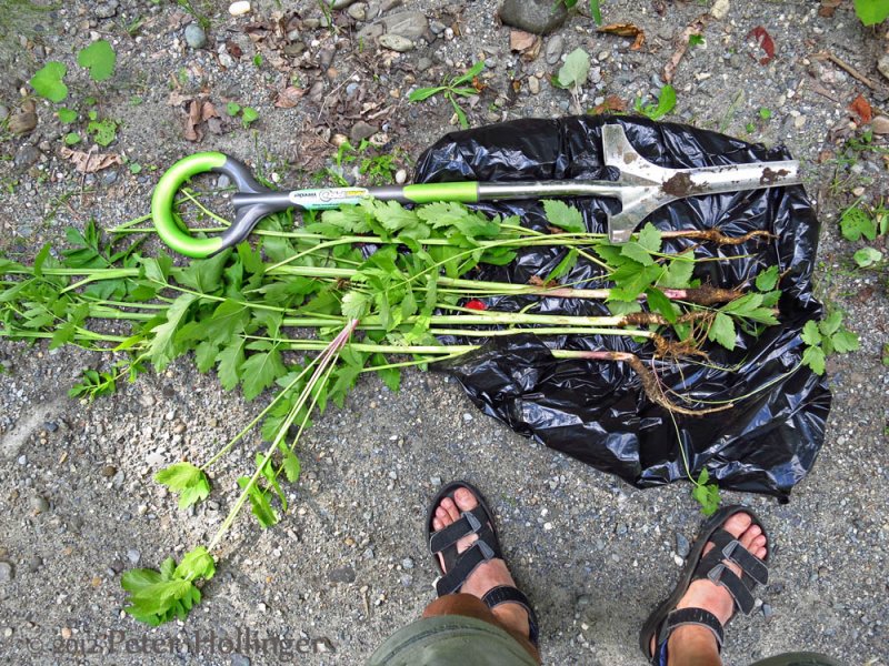 Digging out wild parsnip (Pastinaca sativa)