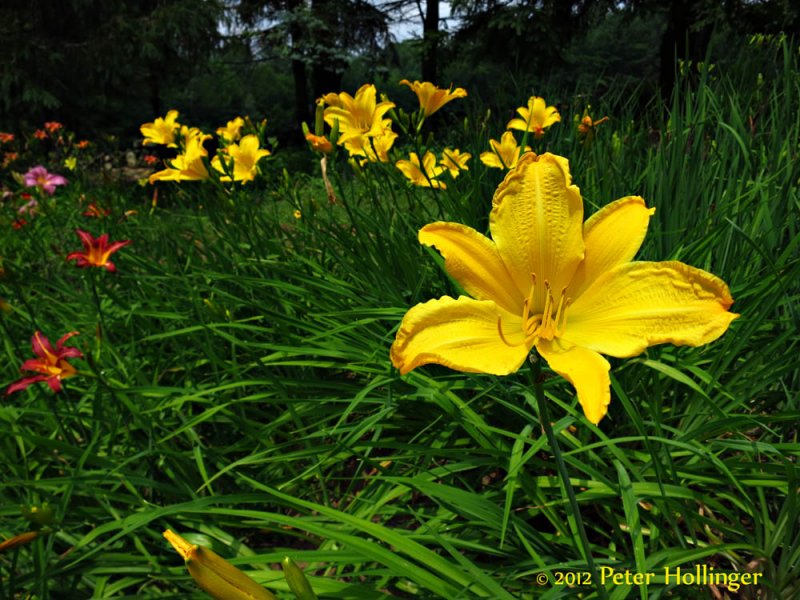 Dierdre's Daylilies
