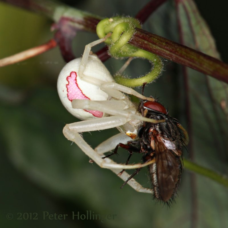 Goldenrod Crab Spider (Misumena vatia) with a fly