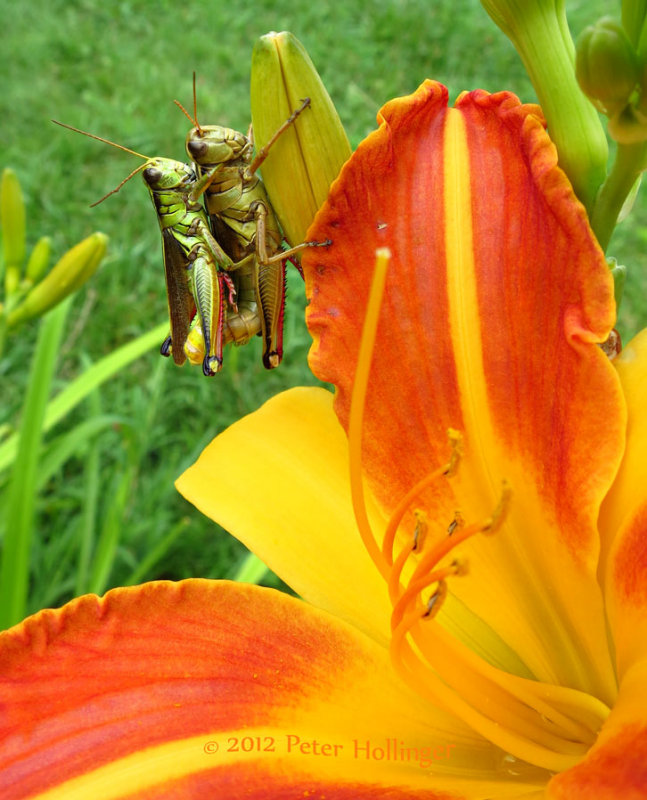 Happy Grasshoppers