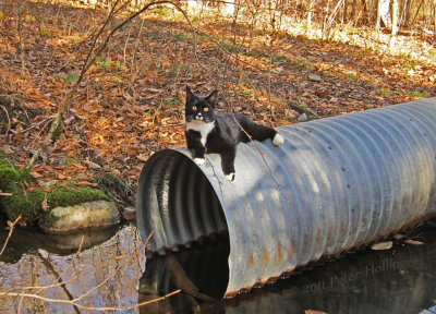 Jimi on a Culvert