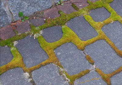 Mossy Walk