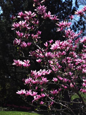 Flowering Magnolia at Mount Auburn Cemetery