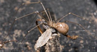 g4/03/391303/3/59218704.ph_7627LongLeggedSpiderinCompostBin800.jpg
