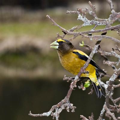 Evening Grosbeak
