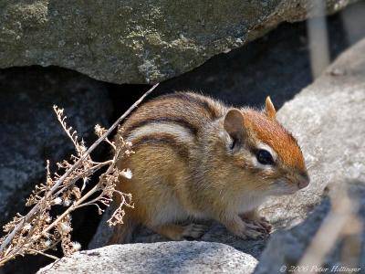 Chipmunk