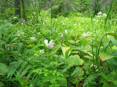 Showy Ladyslippers, Meadow Rue