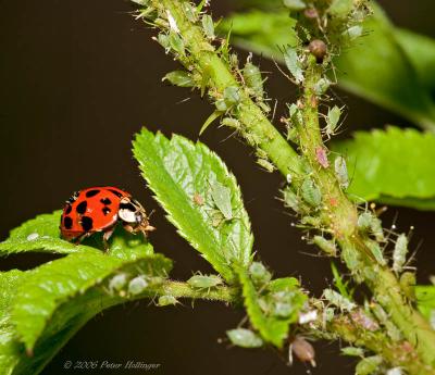 Lady Beetle and Aphids