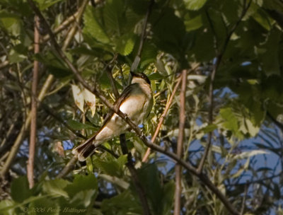 Kingbird?