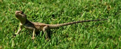 Lawn Lizard