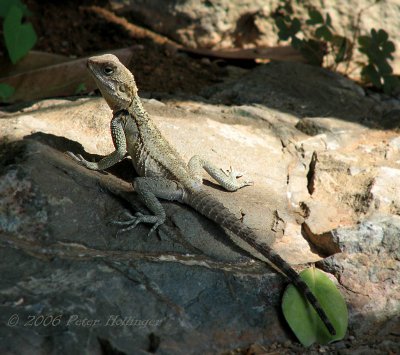 Agama Lizard